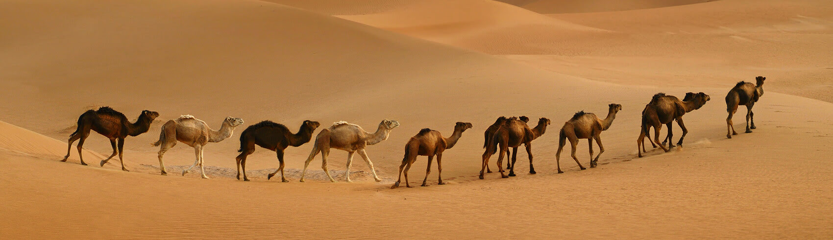 Mix Safari in Sharm El Sheikh - Golden Booking